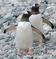 Gentoo pinguïns
