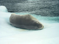 Krabeter zeehond