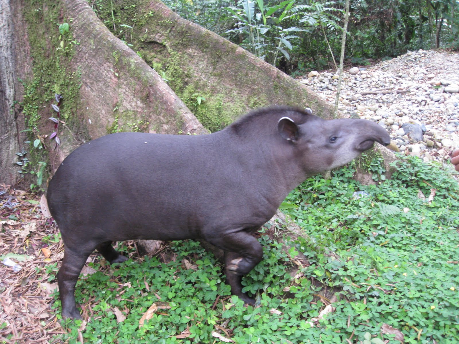 Argentina and Ecuador An Ecuadorian Jungle