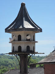 White doves at Killerton
