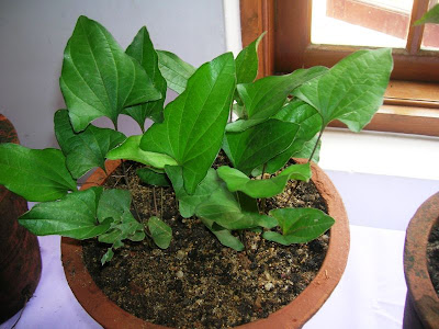 arogyapacha plant