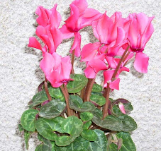 cyclamen