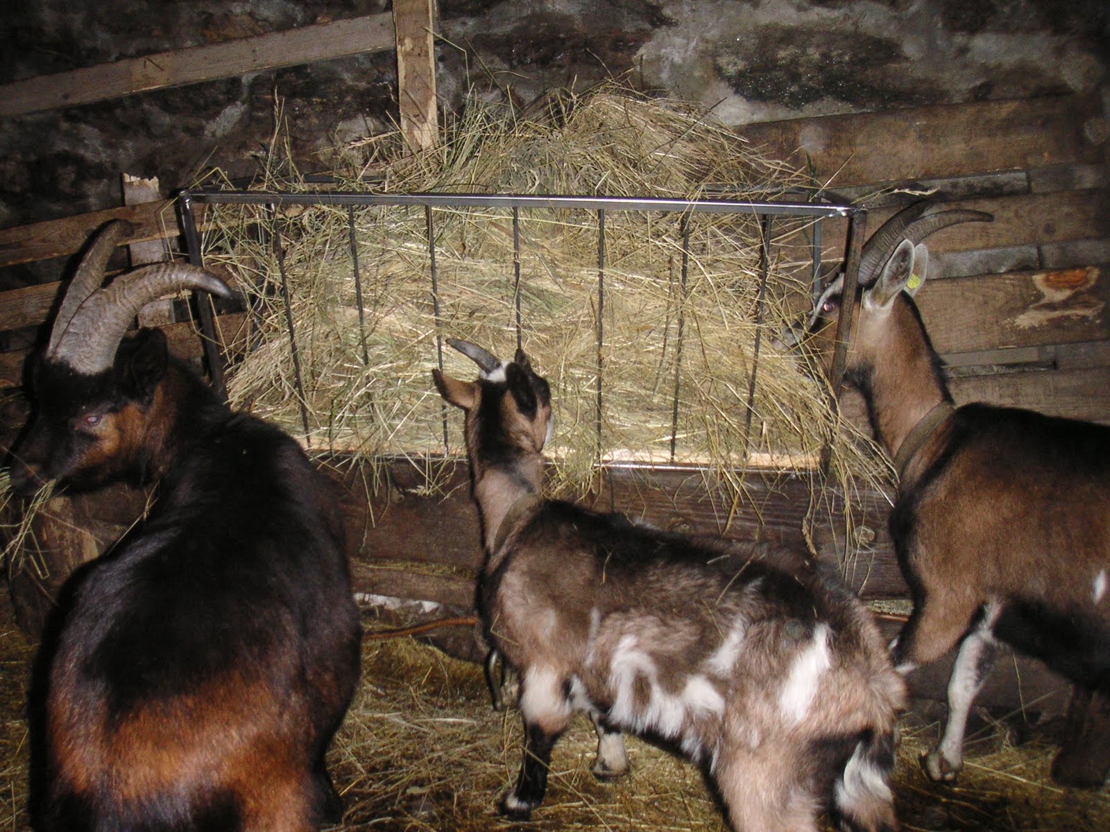 Mangiatoia In Legno Per Capre Il Tracciolino dello Spirito: Una nuova mangiatoia.