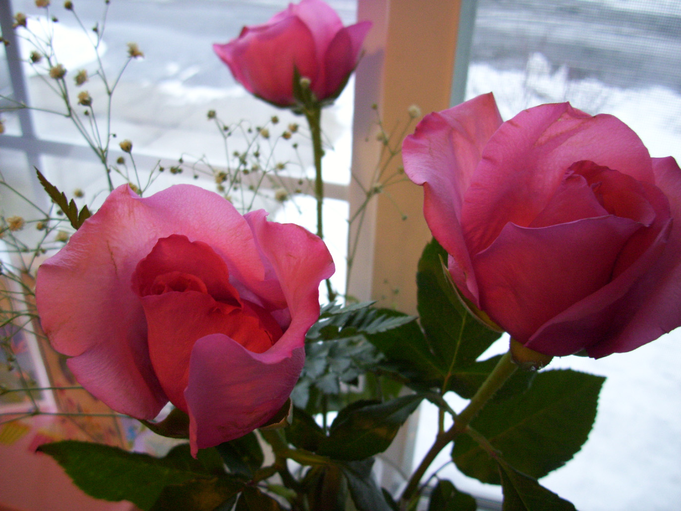 [sweet16roses.jpg]