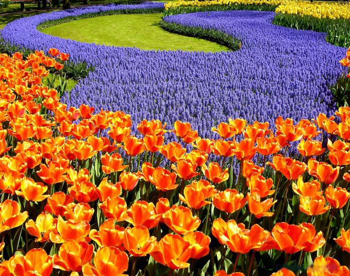 Flower 1 Flower 1