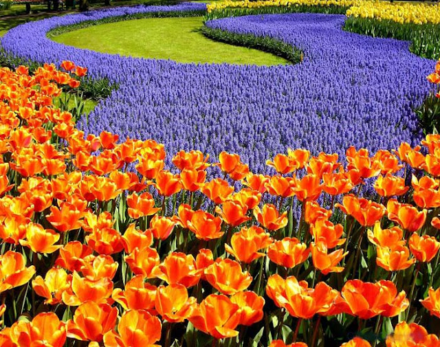 Ocean Flowers Ocean Flowers