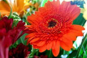 My Beautiful Flowers My Beautiful Flowers