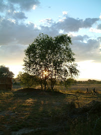 My Garden (NW at sunset)