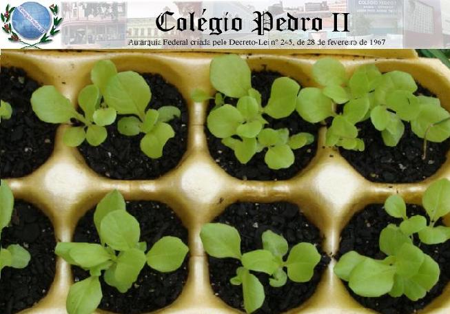 Projeto Cultivar