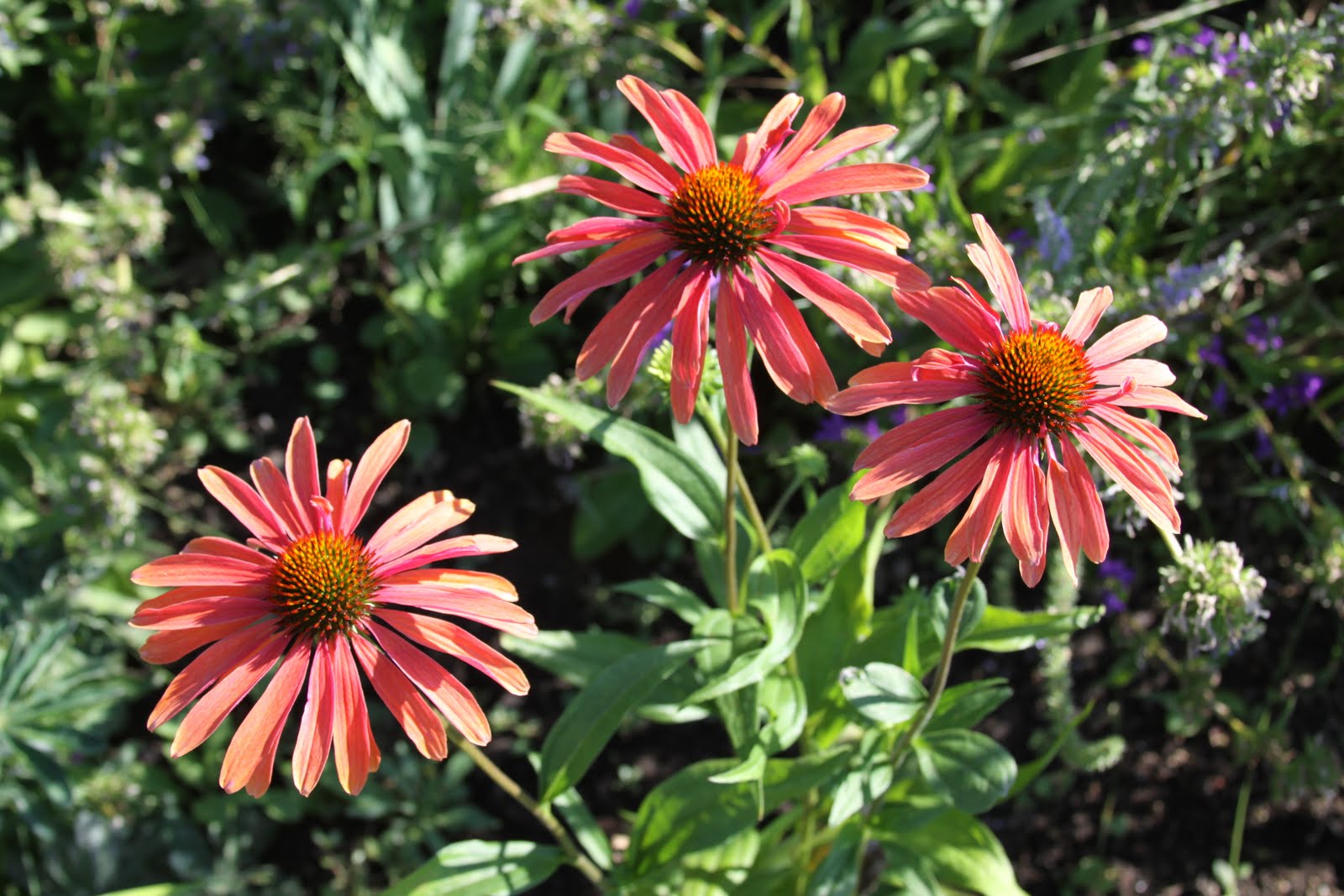Perennials Coneflowers Susan's in the Garden