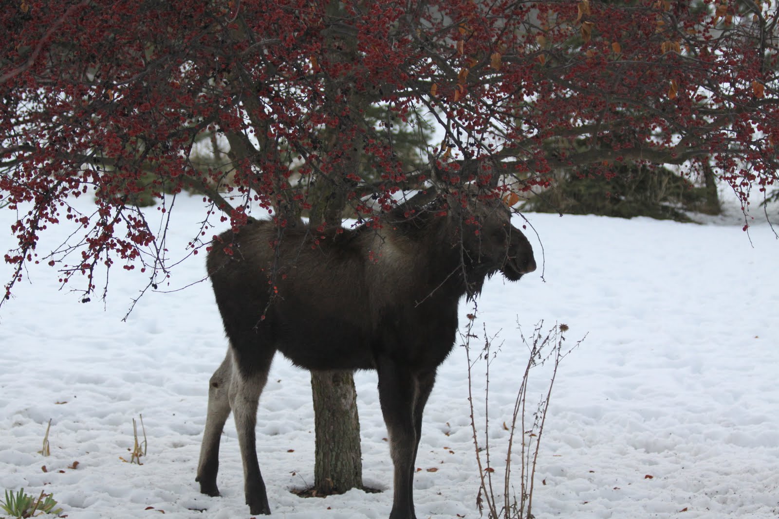 Moose in the garden Susan's in the Garden