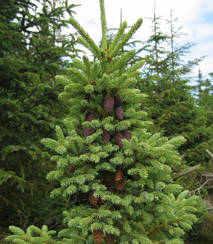 [picea_mariana.jpg]