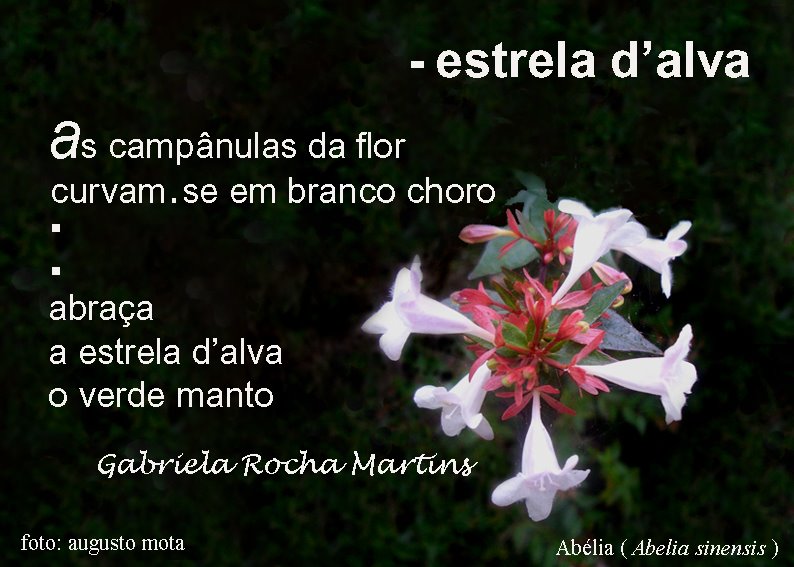 [Estrela+d'alva.jpg]