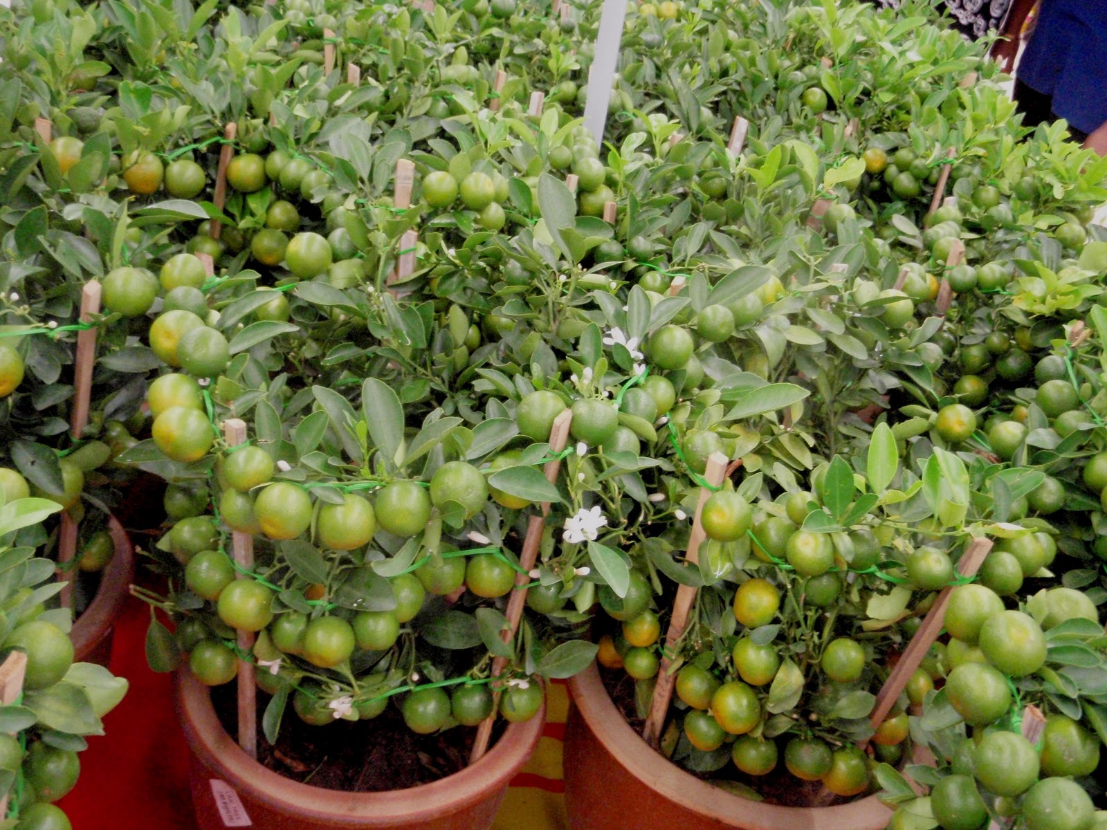 Xing Fu AUSPICIOUS LIME PLANT