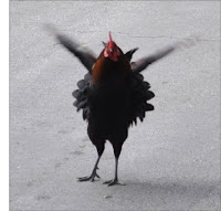 Key West Gypsy Rooster Flapping