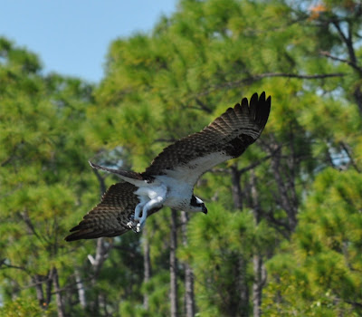Osprey Fishing