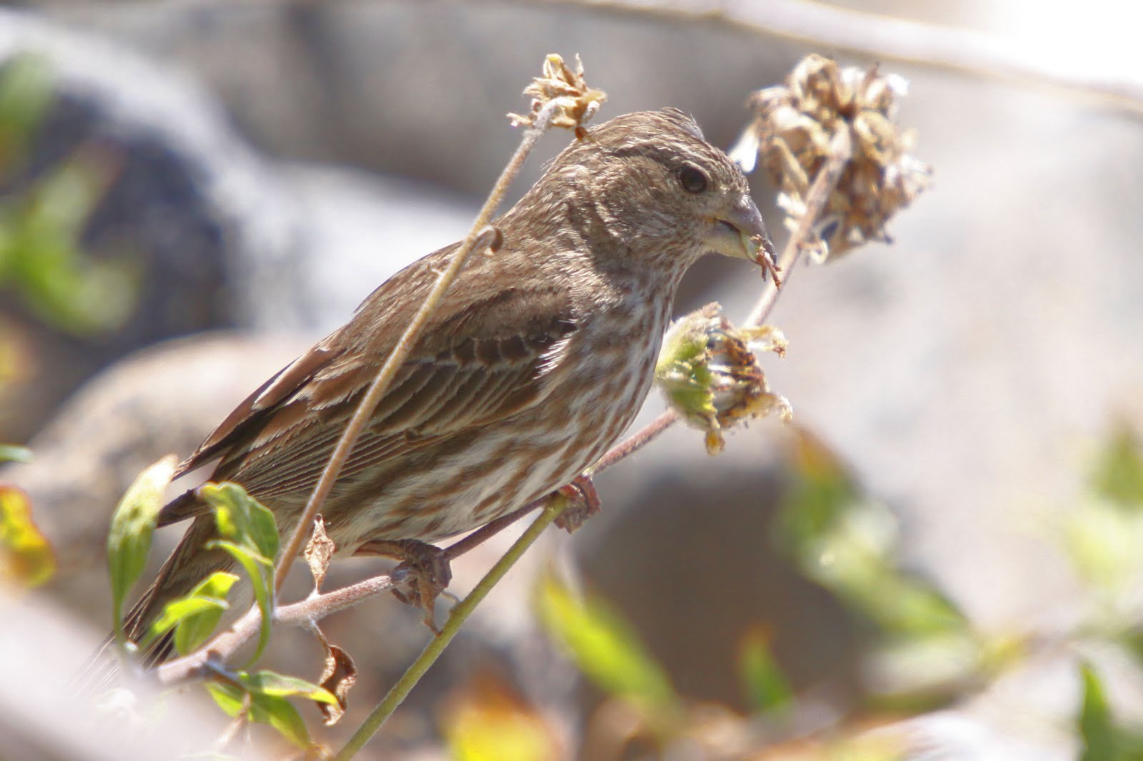A Bird in the Bush San Joaquin Wildlife Sanctuary