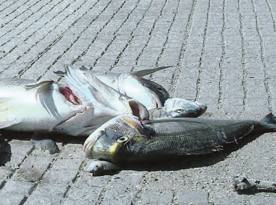 [deadfish.jpg]