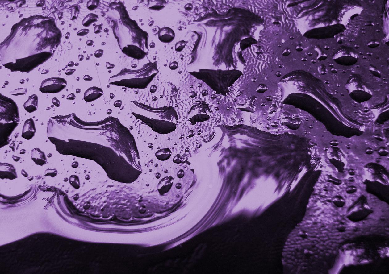 Aristokrat Mor: Tarihte Mor