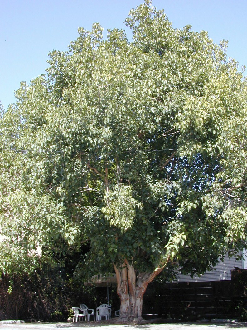 eduinfo: Ficus Religiosa(Bodhi Tree)