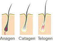 telogen anagen catagen