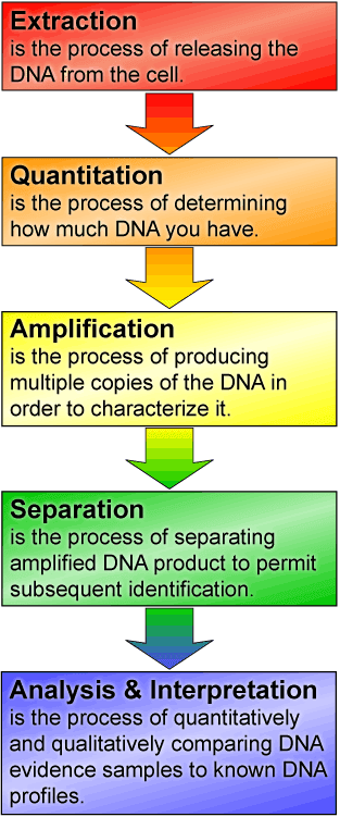 Urutan kerja profiling DNA