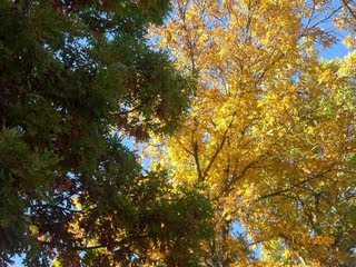 [tree2.JPG]