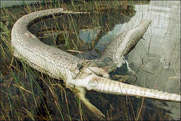 [gator-python.jpg]