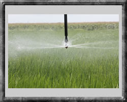 sprinkler package on rice 2010