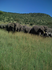 serengeti nation park