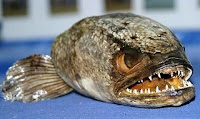 snakehead
