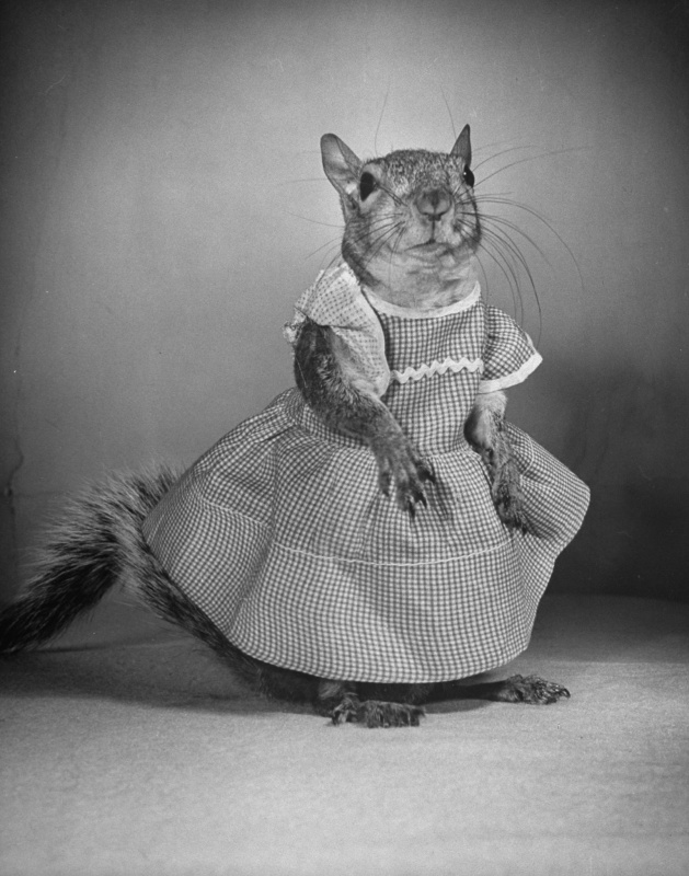 harper & co. Squirrel dressup