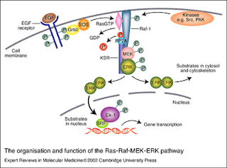 ras pathway erk mutations research mek function january raf transduction pancreatic purdue