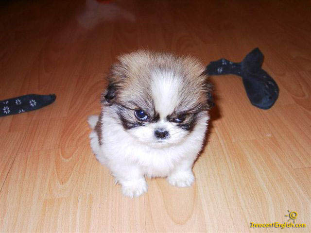 Cute Puppies Cute Puppies