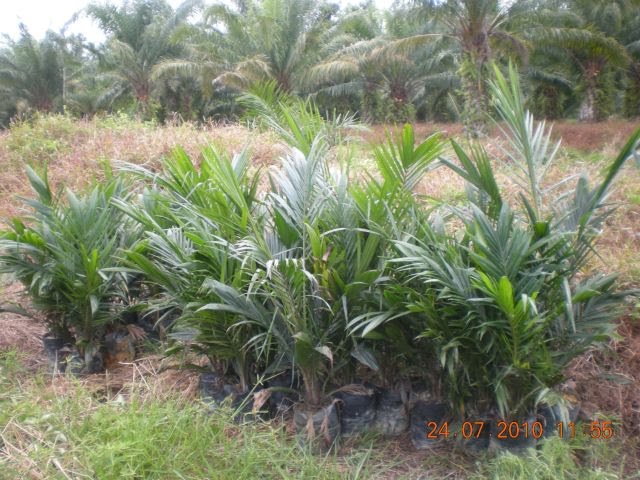 Gambar Pokok Sawit