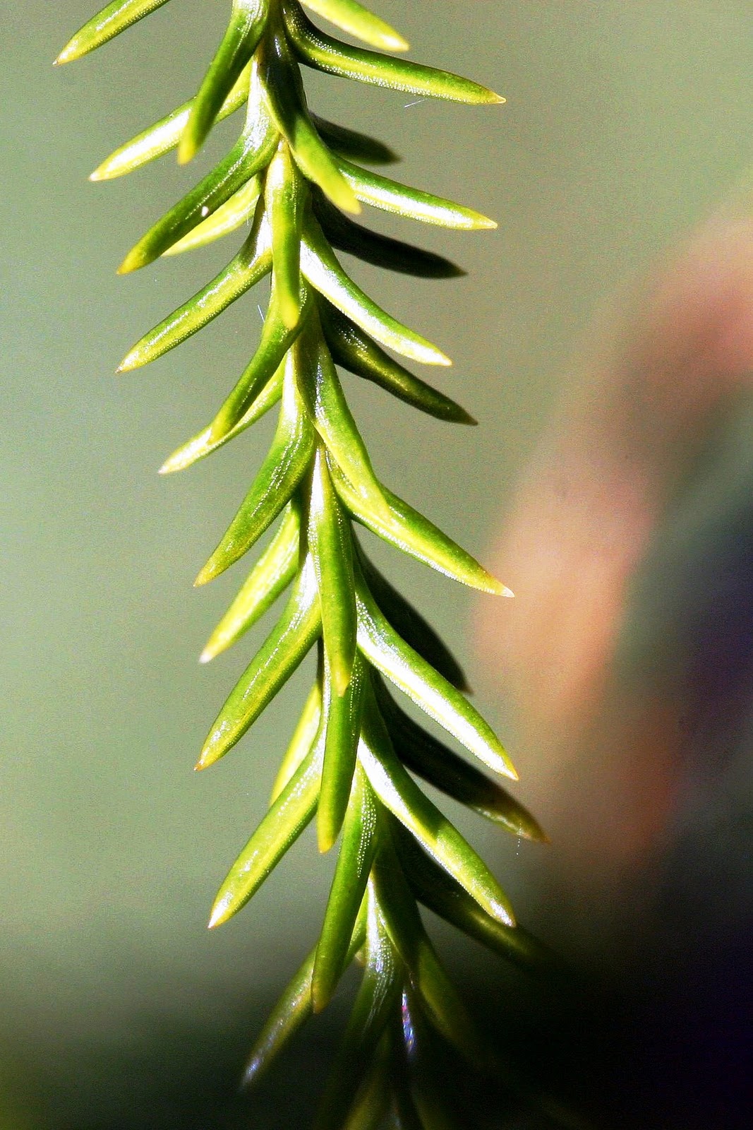 Botany word of the day Subula Awl shaped, tapering from the base to