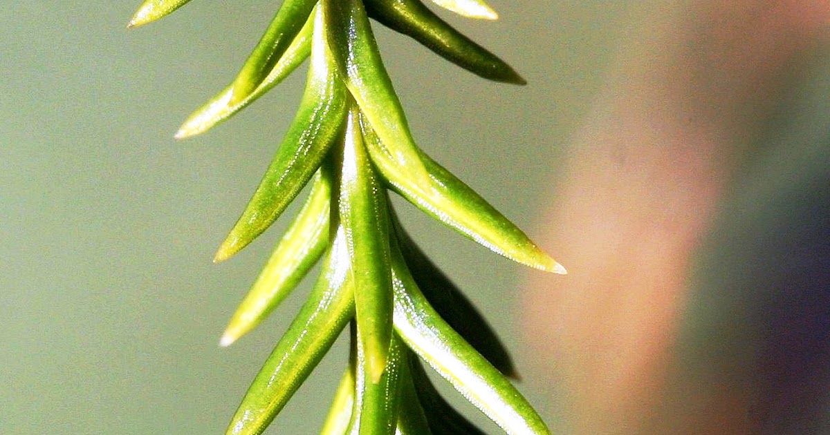 Botany word of the day Subula Awl shaped, tapering from the base to