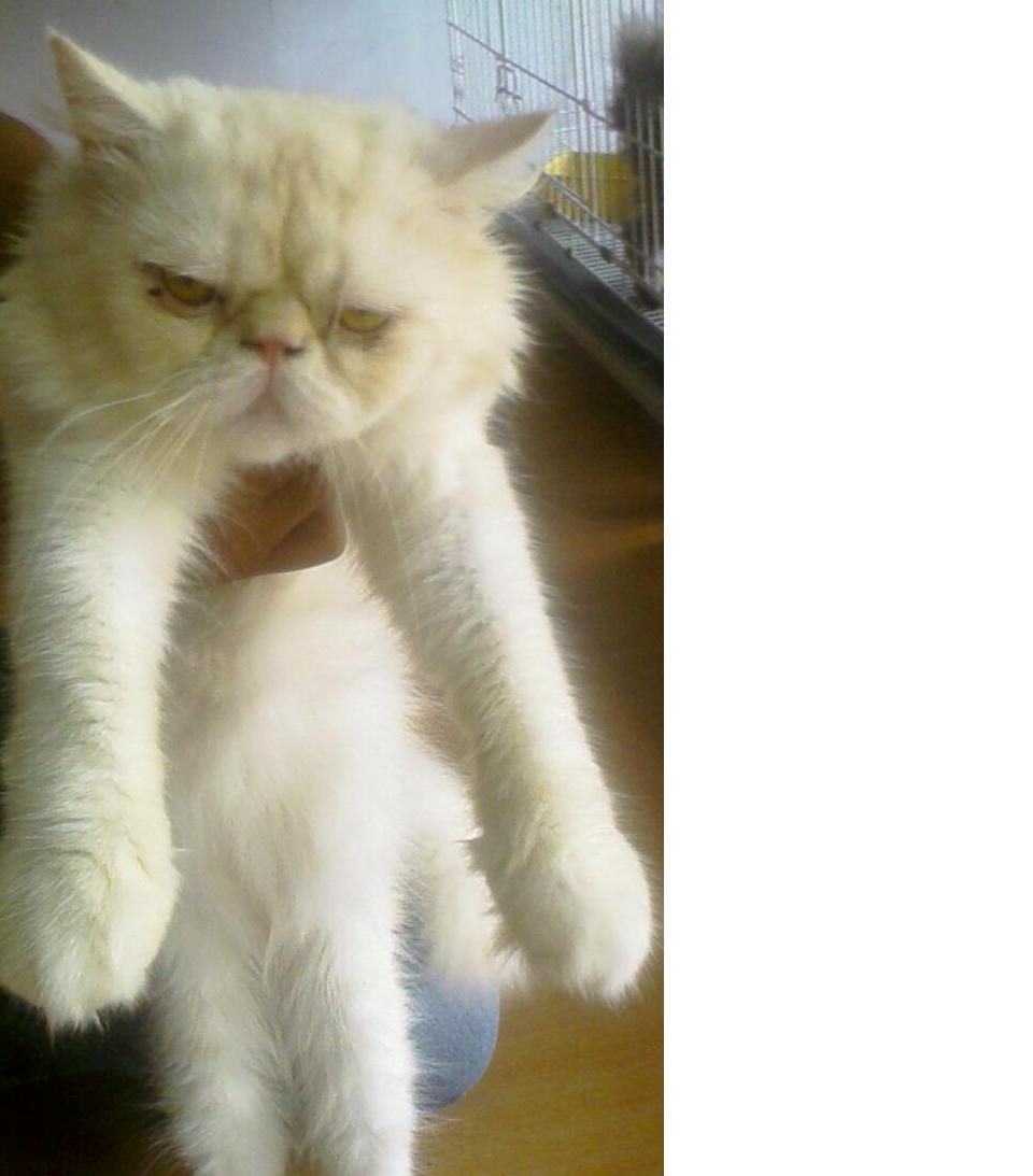 Kucing Parsi Putih