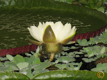 Victoria Amazonica opening