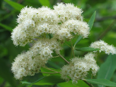 Flowers And Nature In My Garden Spirea Japonica Bridal Veil