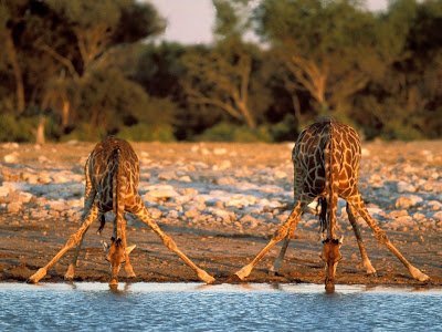 girafa animal natura savana gat poze giraffe habitat long neck birds africa