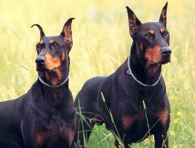 Doberman Cafe Bar Doberman Cafe Bar