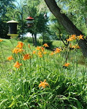 Lillies in Bloom