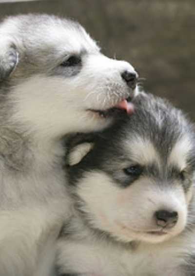 malamute puppies alaskan malamute puppies popular breeds malamute puppies alaskan malamute puppies popular breeds