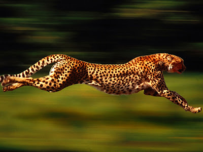 speed hold'em
