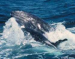A POD OF TAGGED KILLER WHALES JUST ATTACKED A GRAY WHALE.