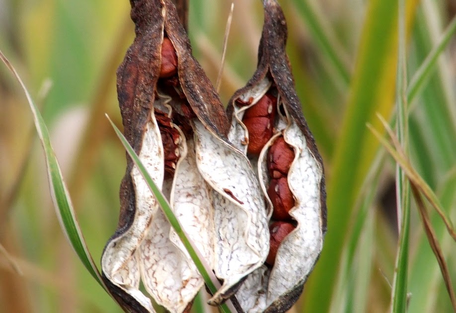 Urban Wildlife Jottings Yellow Iris Seed Pods