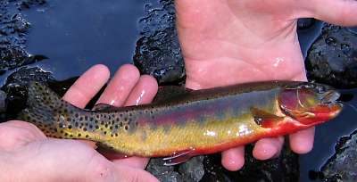 [Small_Golden_Trout.jpg]