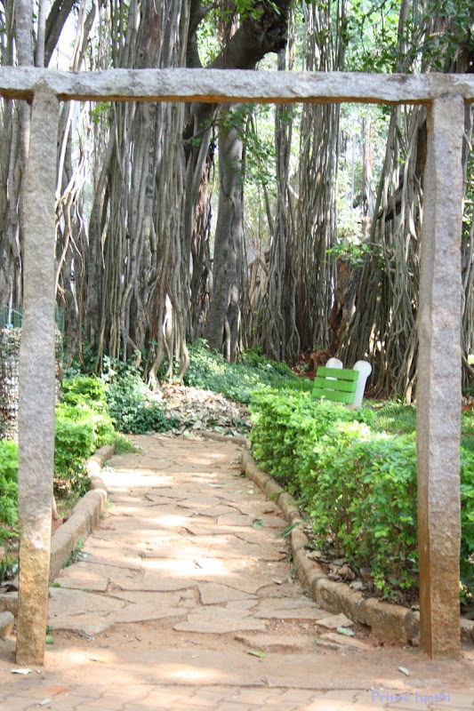 Big Banyan Tree Big Banyan Tree