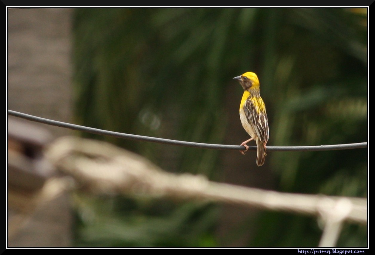 baya weaver bird